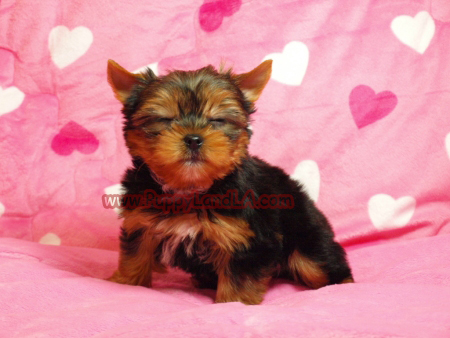 maltese puppy